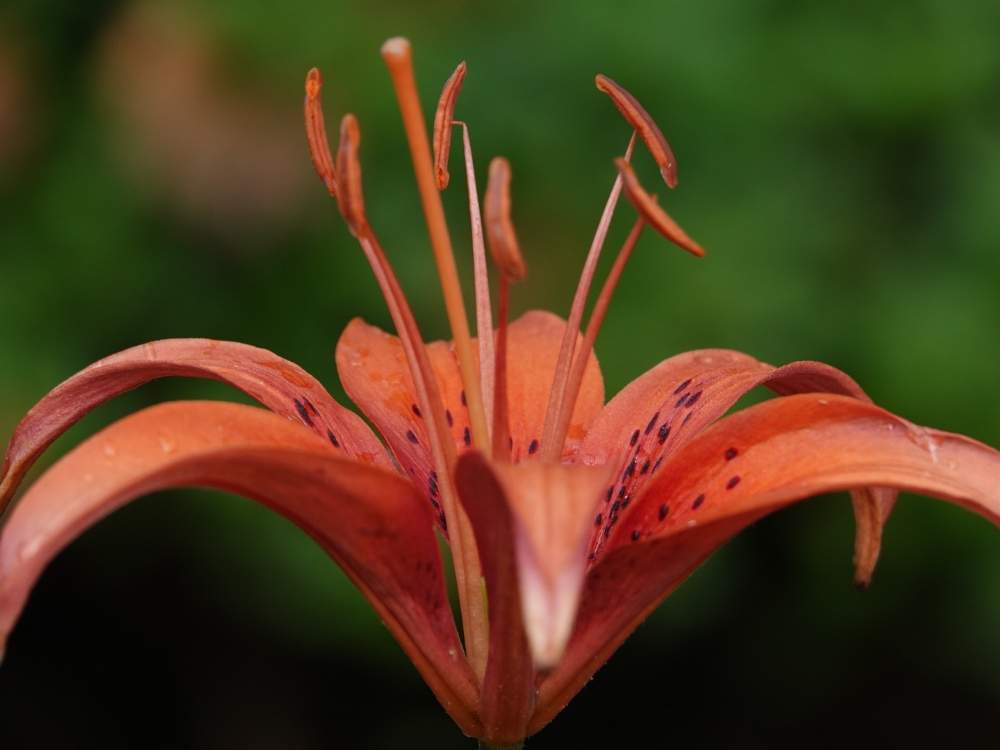 ヒメユリの投稿画像 By Serendipityrumiさん 散歩と花壇とオレンジ 月6月日 Greensnap グリーンスナップ