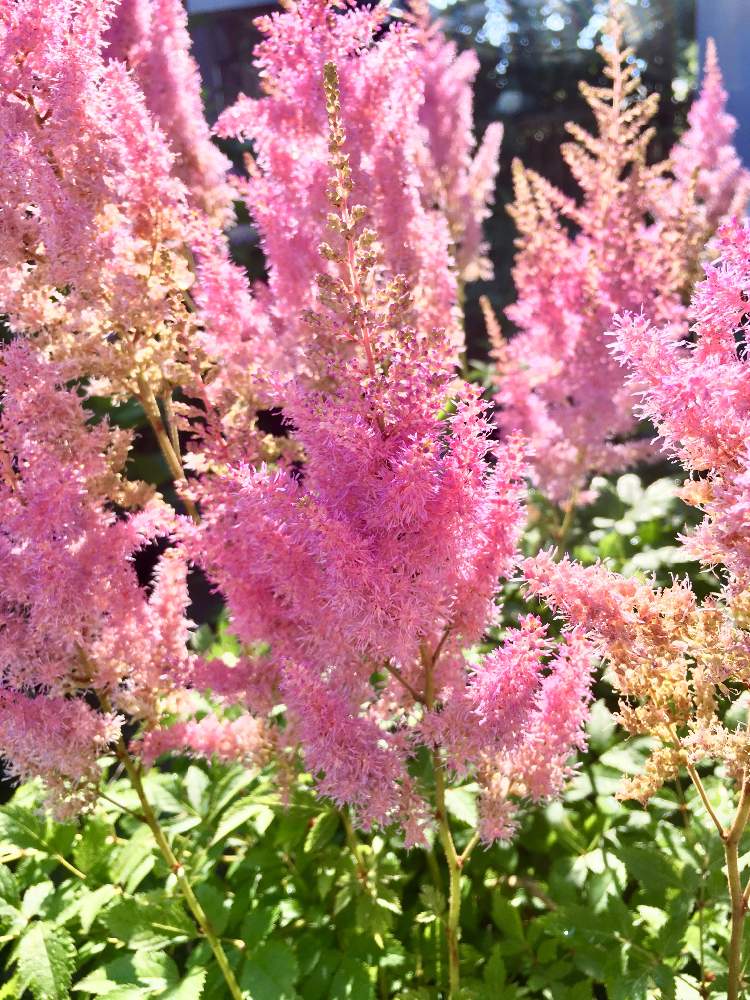 アスチルベの投稿画像 By Ihanaさん アスチルベとピンク ぴんく Pinkとおうち園芸と花のある暮らしとかわいいな と庭植えと地植え 月6月日 Greensnap グリーンスナップ