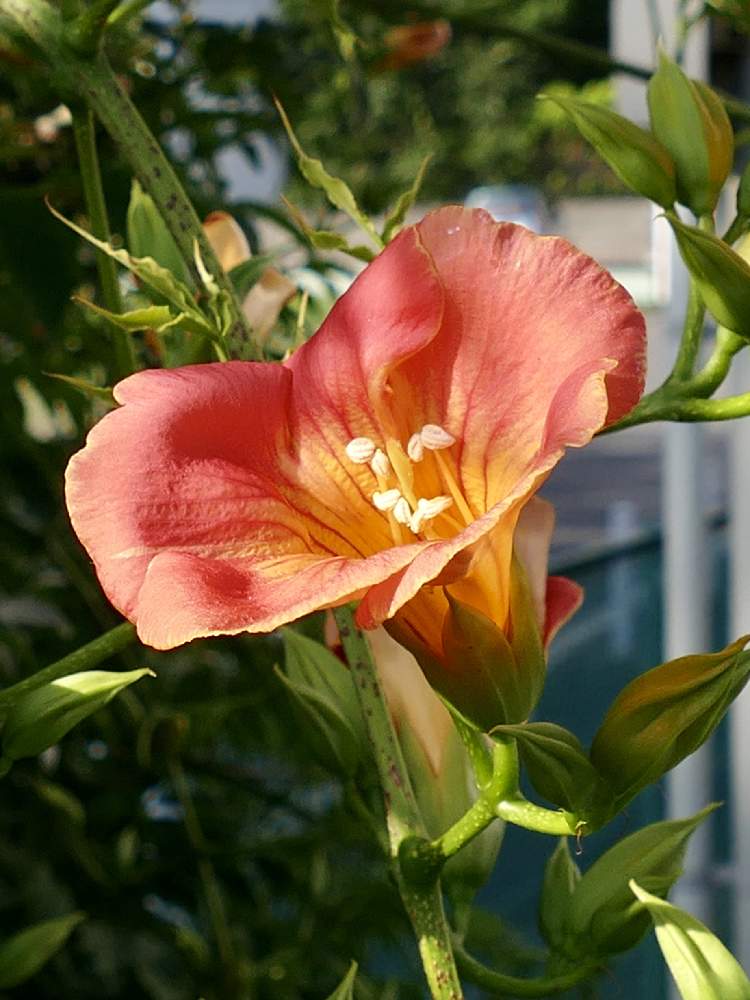 ノウゼンカズラの投稿画像 By Hotaruさん 花のある暮らしとオレンジ色の花と花と蕾 月6月 日 Greensnap グリーンスナップ