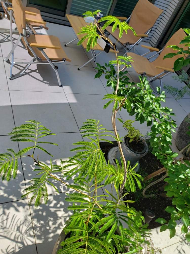 エバーフレッシュの投稿画像 By しーさんさん アオハダとガーデニングフェスフォトコンとおうち園芸 月6月日 Greensnap グリーンスナップ