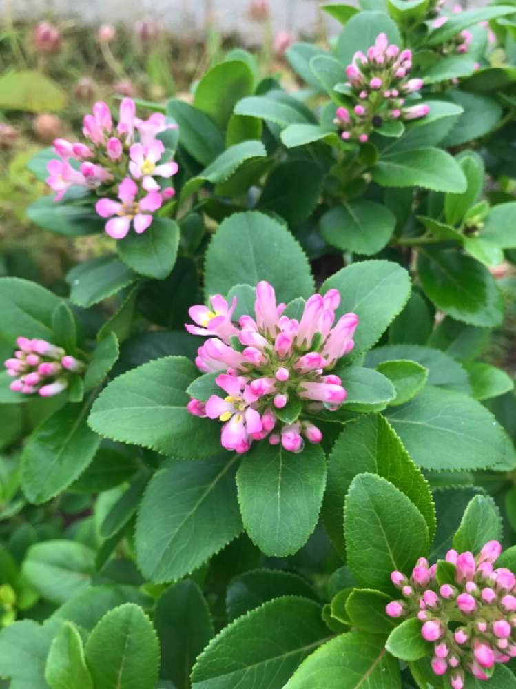照葉 の投稿画像 By みとちゃんさん ピンクの花と耐寒性常緑低木とユキノシタ科と地植え 月6月日 Greensnap グリーンスナップ