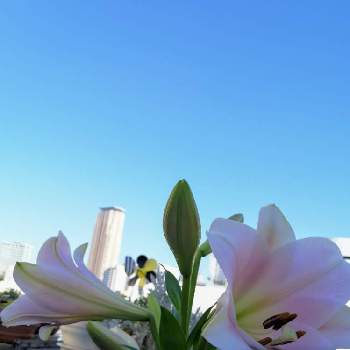 ユリ☆の画像 by アンディさん | バルコニー/ベランダと花のある暮らしとユリ☆と屋上ガーデニングと朝日記
