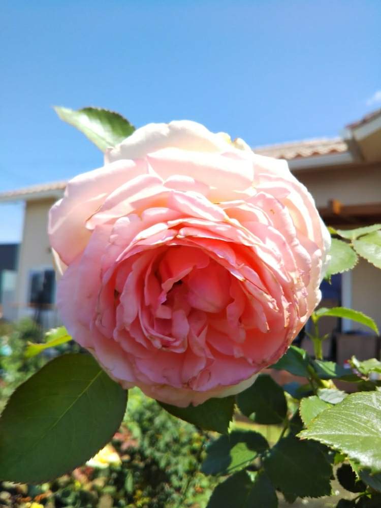 ピンクの花の投稿画像 By Chieko さん 殆ど病気薔薇吉と大好きと美しい と素敵な色と可愛いと綺麗な色 と花のある暮らしと綺麗な色と薔薇のある人生 月6月日 Greensnap グリーンスナップ