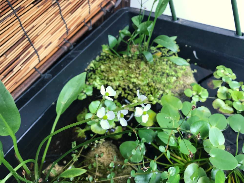 ナガバオモダカの投稿画像 By とみかさん ビオトープと水生植物と白い花とメダカ 月6月日 Greensnap グリーンスナップ