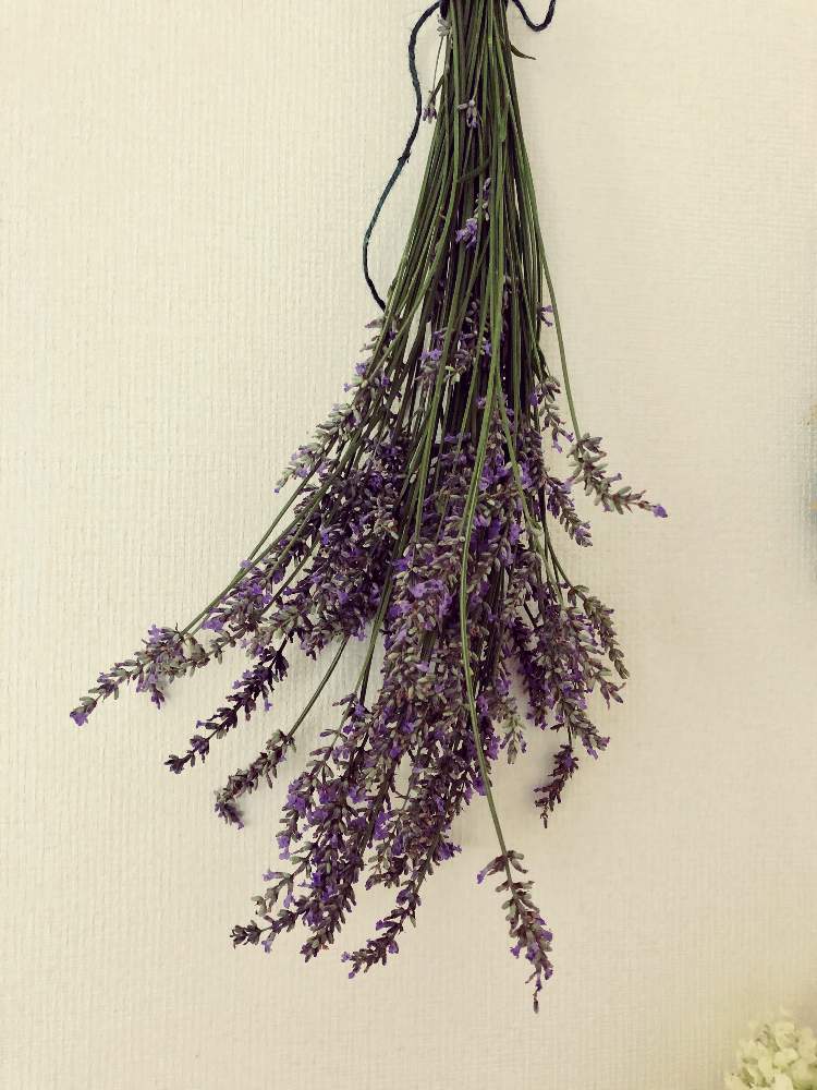 ドライフラワーの投稿画像 By Sayakaさん 千葉県とラベンダー グロッソ とおうち園芸とラベンダー とガーデニング 月6月日 Greensnap グリーンスナップ