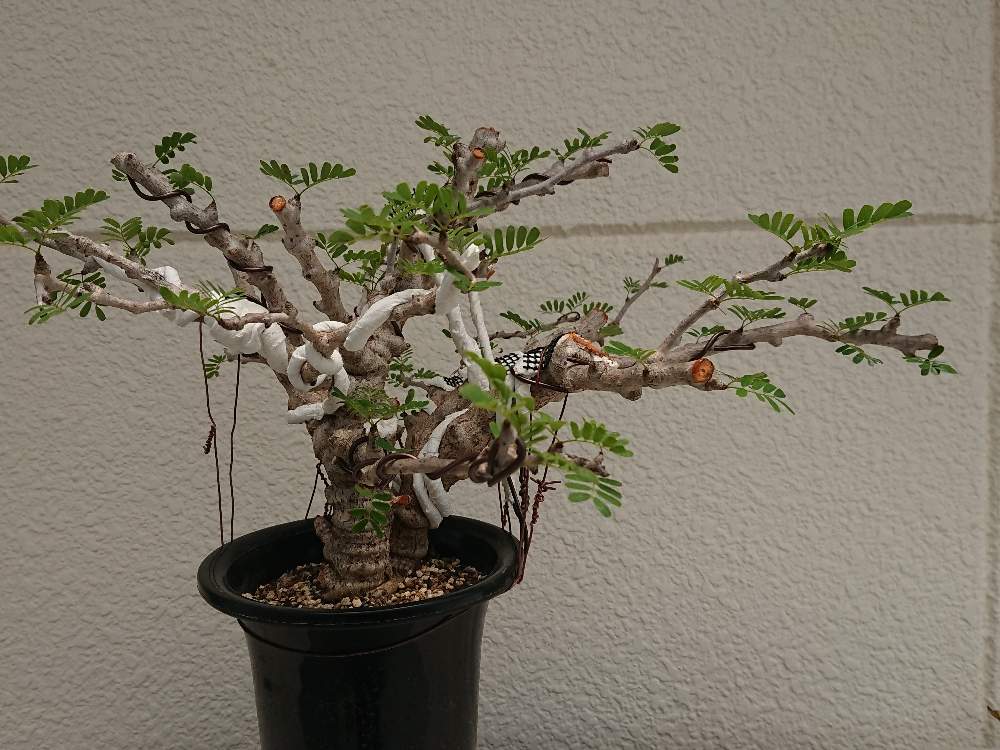 センナメリディオナリス③ 挿木 - 植物/観葉植物