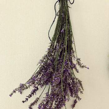 ラベンダー グロッソ の投稿画像一覧 Greensnap グリーンスナップ