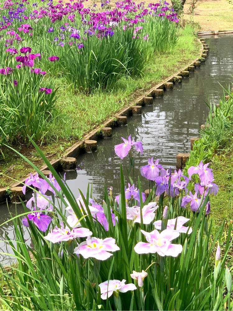 水辺の花菖蒲の投稿画像 By シゲルさん 御神輿と祭り半纏とソイヤソイヤと心意気と連合神輿渡御 月6月日 Greensnap グリーンスナップ