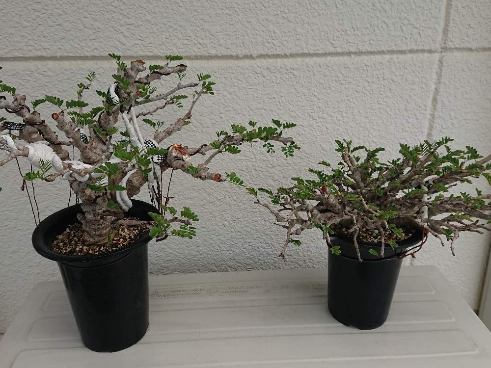 センナメリディオナリス 挿木② - 植物/観葉植物