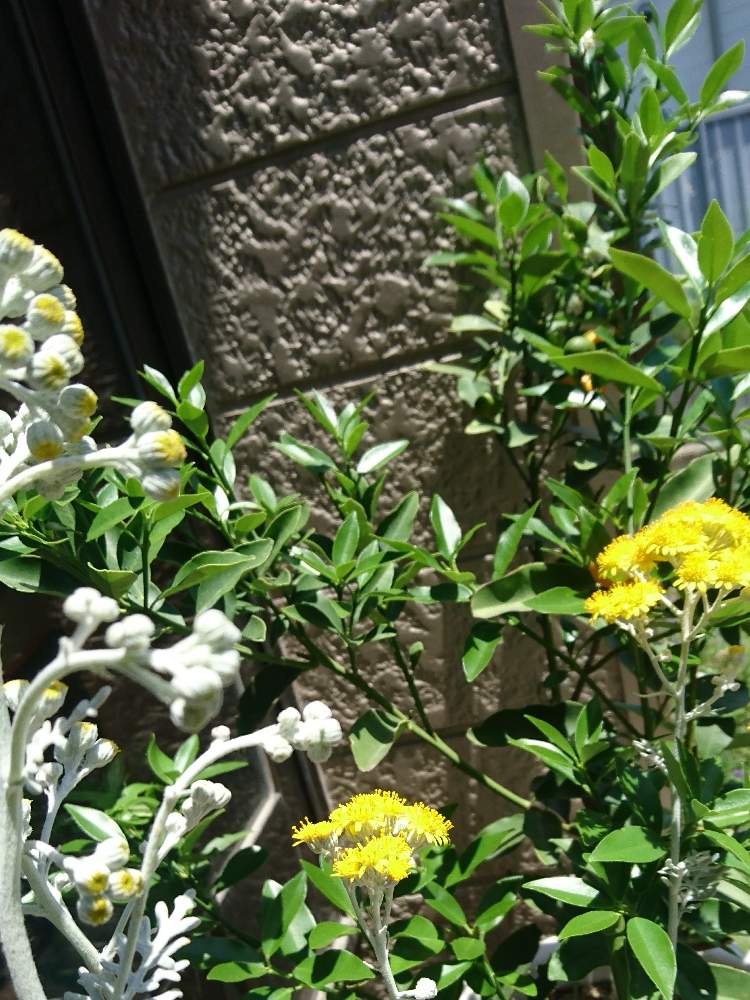 金柑の投稿画像 By ちえこさん 白妙菊 しろたえぎく とテラスとプランター植えと花のある暮らしと黄色の花と若葉が美しいとプランター植えと花 のある暮らしと黄色の花と若葉が美しい 月6月日 Greensnap グリーンスナップ Greensnap グリーンスナップ
