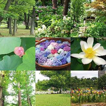 大阪長居公園の投稿画像一覧 Greensnap グリーンスナップ