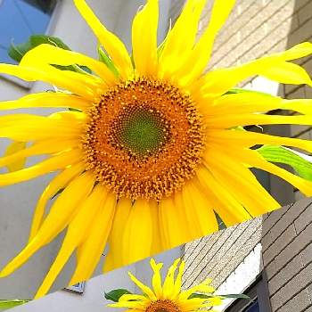 大輪ひまわりの投稿画像一覧 Greensnap グリーンスナップ