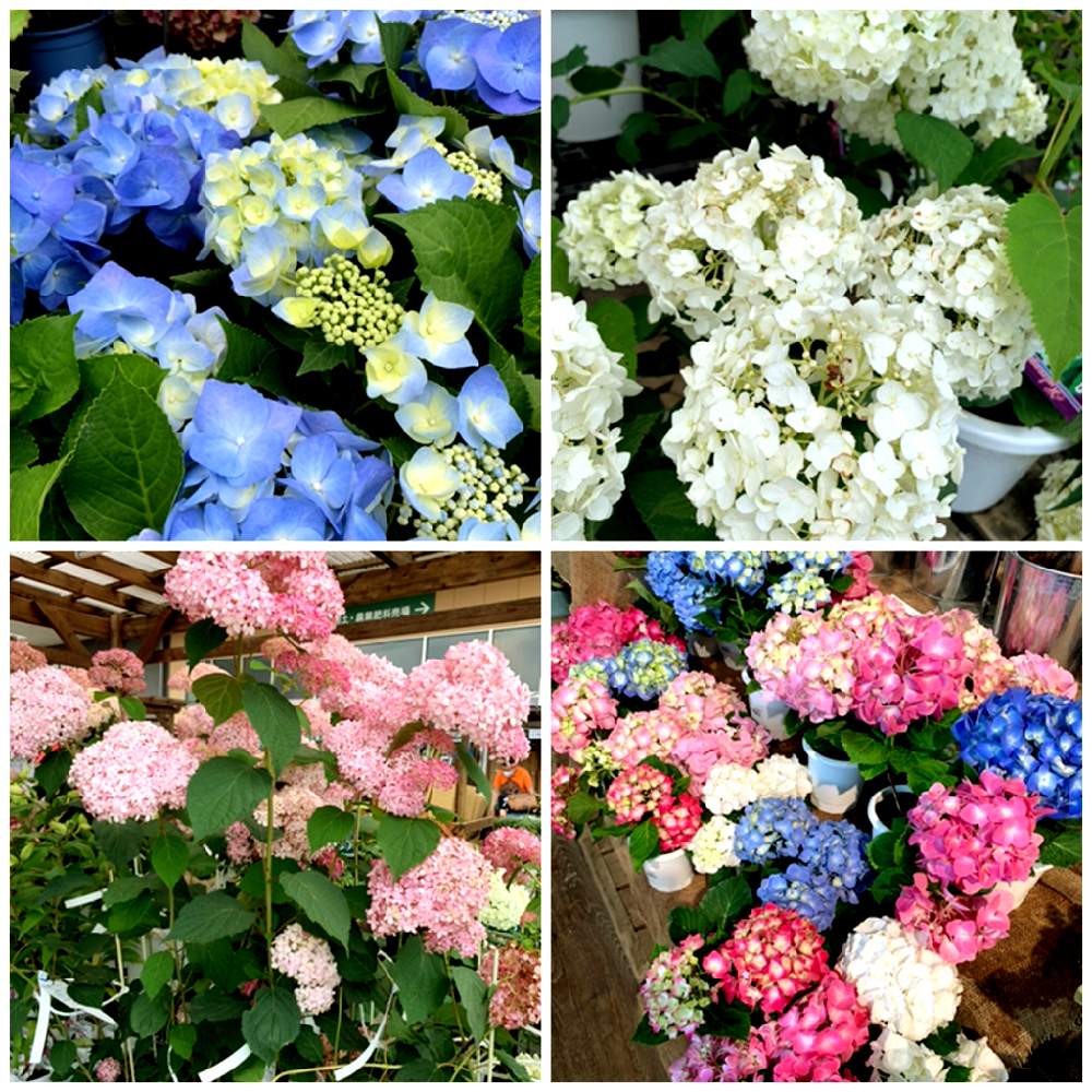 真っ白なアナベルの投稿画像 By カインズさん 紫陽花 アジサイ あじさいとアナベル 紫陽花とカインズとアジサイ 紫陽花とホームセンターと花のある暮らしとくらしに ららら とカインズ浦和美園店とcainzとカインズホーム 月6月日 Greensnap グリーンスナップ 真っ白なアナベルの投稿画像 By カインズさん 紫陽花 アジサイ あじさいとアナベル 紫陽花とカインズとアジサイ 紫陽花とホームセンターと花のある暮らしとくらしに ららら とカインズ浦和美園店とcainzとカインズホーム 月6月日 Greensnap グリーンスナップ