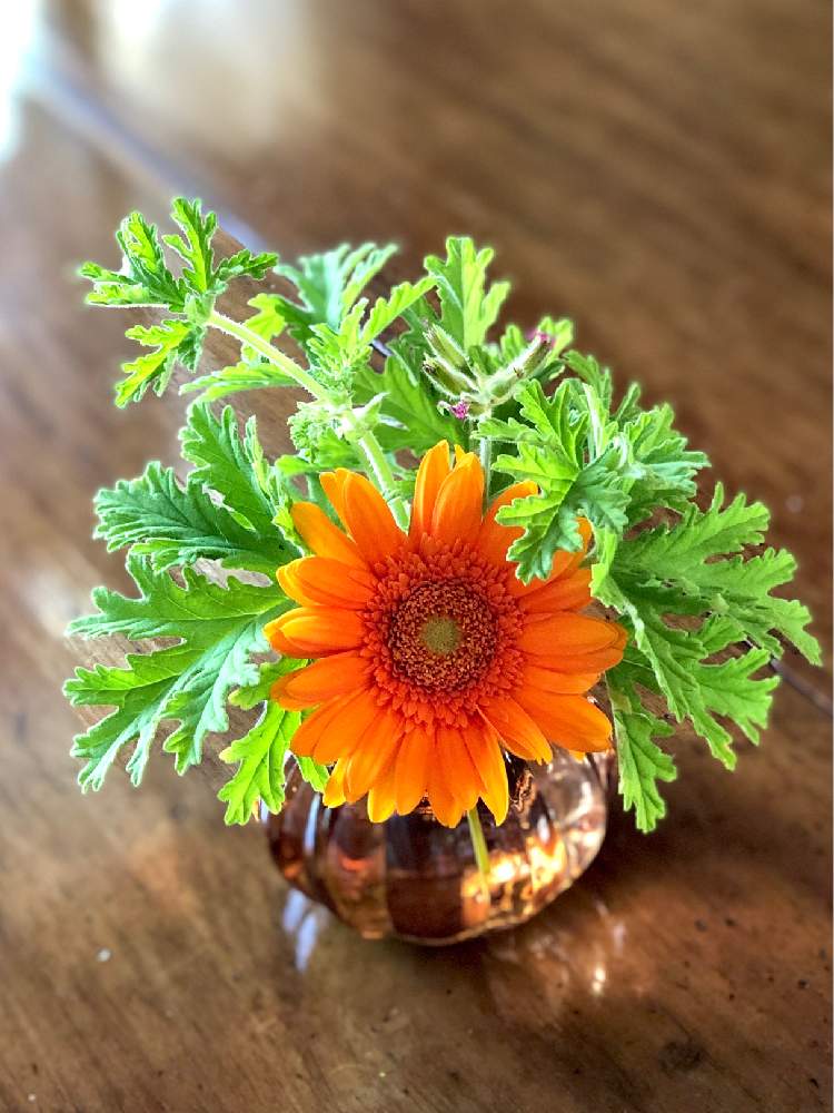 ガーベラの投稿画像 By くるくるさん ローズゼラニムとキッチンと癒しとリフレッシュして 元気になる 花飾りフォトコンテストと花を愛でると花のある暮らしと ガーベラと癒しとリフレッシュして 元気になる 花飾りフォトコンテストと花を愛でると花のある暮らしと