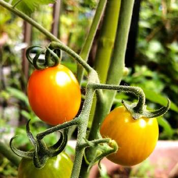 プチトマト♡の画像 by cannaさん | 小さな庭と可愛いとオレンジ色の実とプチトマト♡とおうちde菜園