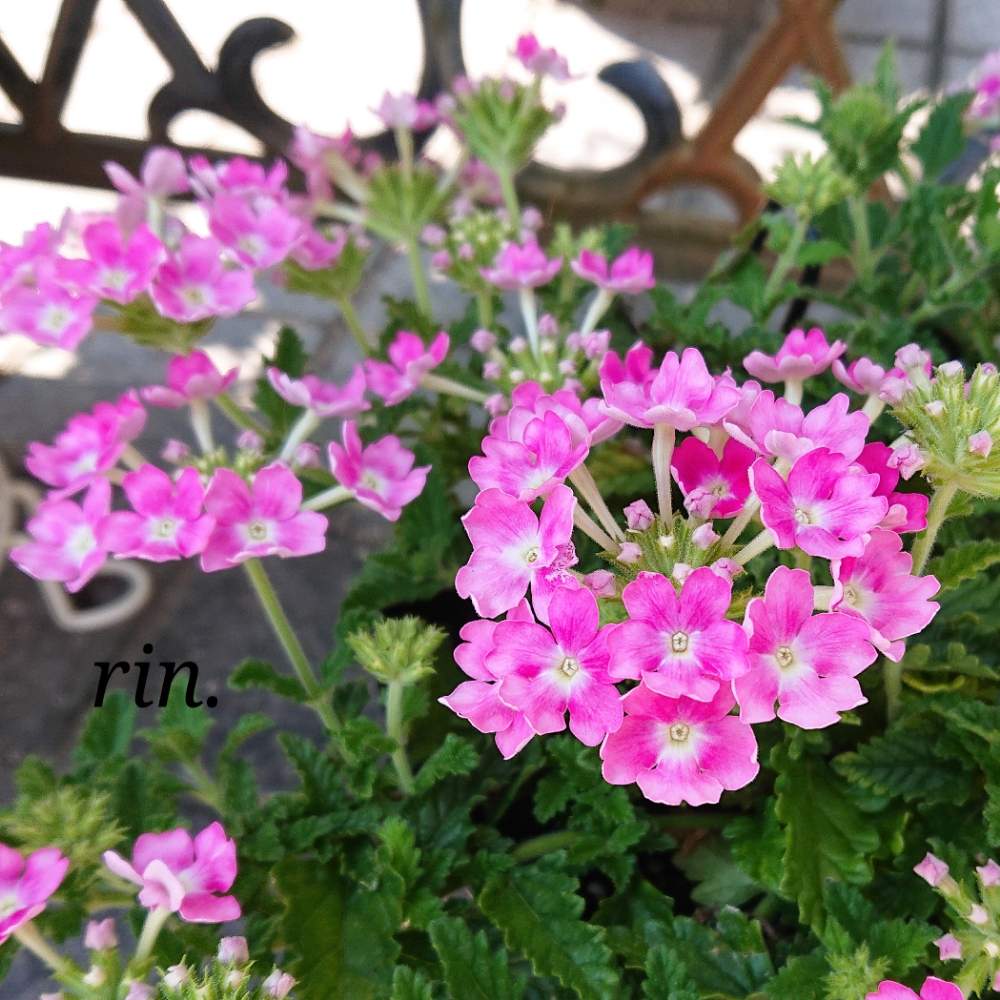 バーベナの投稿画像 By りんさん バーベナ ピンクポップと車庫と花のある暮らしとおうち園芸と花のある暮らしとおうち園芸 月6月日 Greensnap グリーンスナップ Greensnap グリーンスナップ