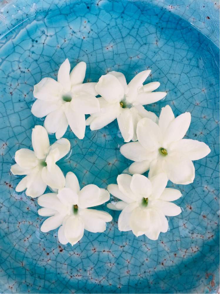 ちいさな花の投稿画像 By ピカケさん ハワイの植物とベランダガーデンとおうち園芸といい香り 月6月日 Greensnap グリーンスナップ