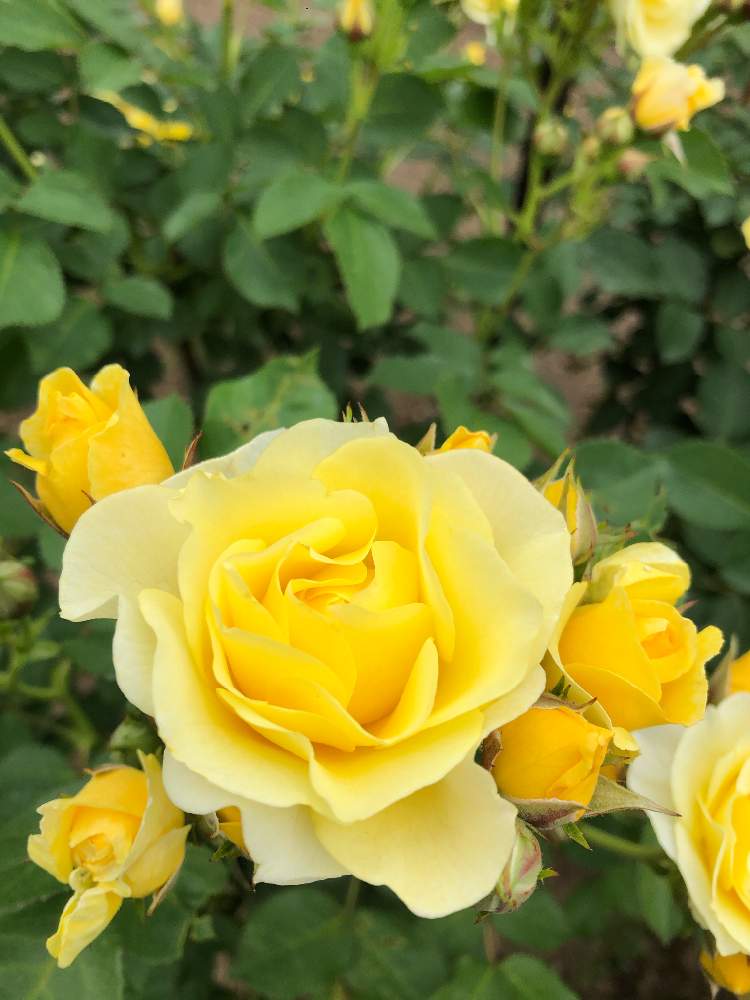 バラ ゴールデンボーダーの投稿画像 By Satoさん 北海道と札幌とiphone8と雪印種苗園芸センターバラ見本園とお出かけ先と北海道と札幌とiphone8と雪印種苗園芸センターバラ見本園 月6月日 Greensnap グリーンスナップ Greensnap グリーンスナップ バラ ゴールデンボーダーの投稿画像 By Satoさん 北海道と札幌とiphone8と雪印種苗園芸センターバラ見本園とお出かけ先と北海道と札幌とiphone8と雪印種苗園芸センターバラ見本園 月6月日 Greensnap グリーンスナップ Greensnap グリーンスナップ