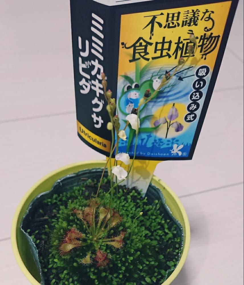 部屋の投稿画像 By プルート さん 食虫植物とモウセンゴケ類と食虫植物 ミミカキグサと食虫植物とモウセンゴケ類と食虫植物 ミミカキグサ 月6月日 Greensnap グリーンスナップ Greensnap グリーンスナップ 部屋の投稿画像 By プルート さん 食虫植物とモウセンゴケ類と食虫植物 ミミカキグサと食虫植物とモウセンゴケ類と食虫植物 ミミカキグサ 月6月日 Greensnap グリーンスナップ Greensnap グリーンスナップ