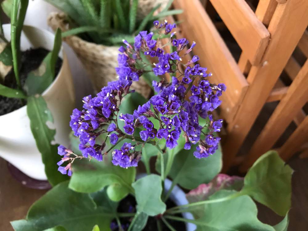 スターチス ペレジーの投稿画像 By 陸奥さん 宿根スターチス リモニウム ペレジー 月6月日 Greensnap グリーンスナップ