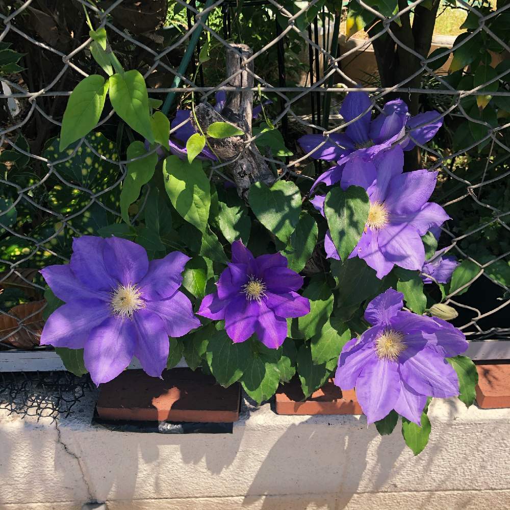 鉄線 クレマチス の投稿画像 By Kay Tama Gskさん 紫色とカラフルと紫色の花と朝の一枚と今日の一枚と散歩と鮮やか とウォーキングと地植え 月6月日 Greensnap グリーンスナップ