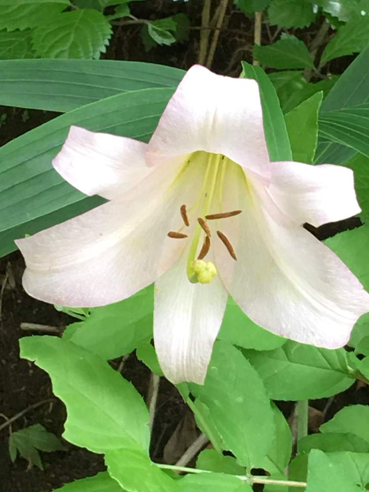 雨上がりの投稿画像 By みっちゃんさん 綺麗な空とピンクの花と山野草と癒しと可愛い花と湿地帯と県民の森とミッチの会と爽やかな風とあおぞらとササユリの花 月6月日 Greensnap グリーンスナップ