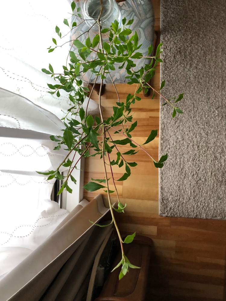 ドウダンツツジの投稿画像 By わかめさん 月6月日 Greensnap グリーンスナップ