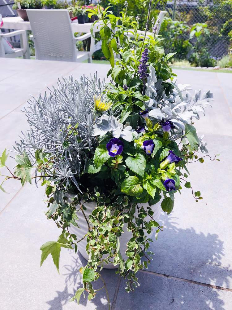 トレニアの投稿画像 By Maririさん カレープランツとセントーレア マジックシルバーと斑入りアイビー ヘデラ とセルビアファリナセアと初心者とガーデニングフェスフォトコンとおうち園芸とフィカス プミラとワイヤープランツスポットライトとギャザリング寄せ植えと