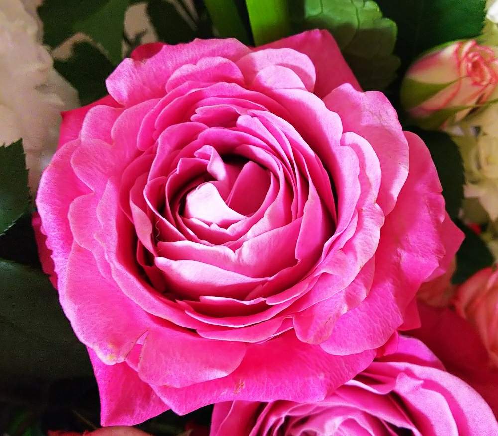 バラ オール4ラブ の投稿画像 By 魔女さん ピンクの花 とお花のレッスンにて とバラのあれこれ 月6月日 Greensnap グリーンスナップ