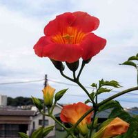 ノウゼンカズラの画像