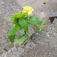 オシロイバナの画像