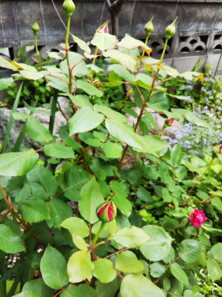 薔薇にも心配りの投稿画像 By たんぽぽおばちゃんさん 自己満足とおうちde菜園とおうち園芸と毎年咲くね 月6月 日 Greensnap グリーンスナップ