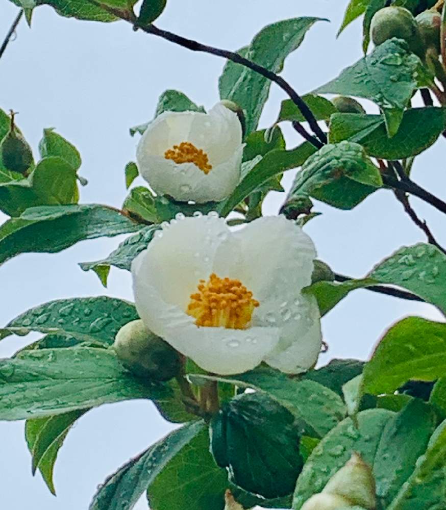 ナツツバキの投稿画像 By Haruさん 奈良公園散歩とシャラノキとお出かけ先とホワイトと奈良公園散歩とホワイト 月6月日 Greensnap グリーンスナップ Greensnap グリーンスナップ