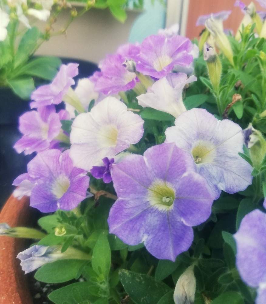 小さな庭の画像 by Biorappaさん | 小さな庭と嬉しいなとナチュラルなガーデンを目指してとカインズと薄むらさきの花と花のある暮らしとかわいい花と東北の初夏