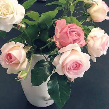 バラ　アイスバーグの画像 by akiらさん | バラ　ピエール・ドゥ・ロンサールとバラ　アイスバーグとバラ　浪漫と花のある暮らし