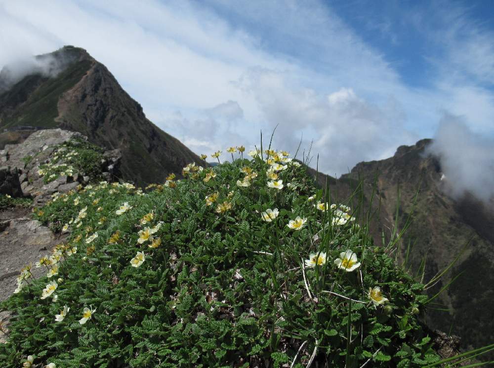 チョウノスケソウの投稿画像 By Msさん 八ヶ岳 月6月日 Greensnap グリーンスナップ