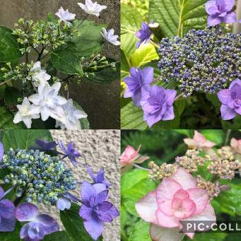 マーガレット,マーガレットストロベリーホイップ,ピンクの花,pwの花,pwストロベリーホイップの画像