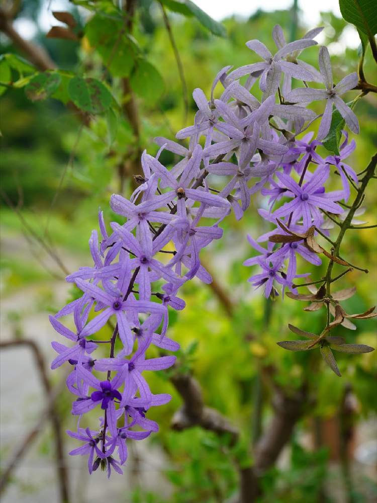 ペトレア ウォルビリスの投稿画像 By ヨッシーさん 月6月日 Greensnap グリーンスナップ Greensnap グリーンスナップ