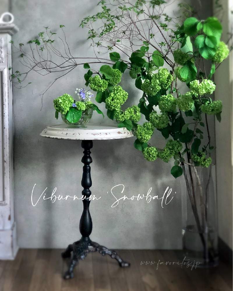 ビバーナム スノーボールの投稿画像 By Mayuさん 枝ものとベランダガーデニングとgs映えとベランダガーデンとおうち園芸と植中毒とリフレッシュして 元気になる 花飾りフォトコンテストと花のある暮らしとファヴォリートスとベランダーとバルコニストと南側ベランダ