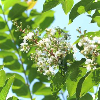 白いサルスベリの投稿画像一覧 Greensnap グリーンスナップ