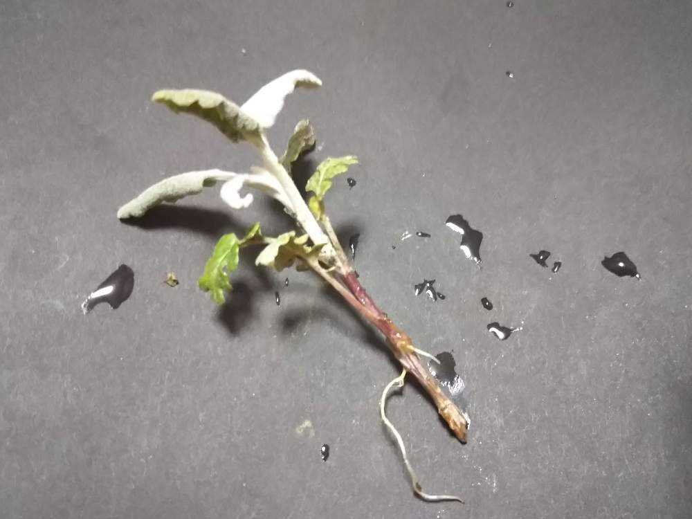 水挿しあれこれ 21 02 01追加更新 Greensnap グリーンスナップ