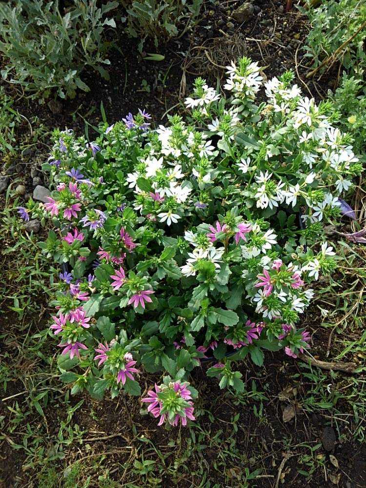 7 10更新 サンク エールの栽培記録 Greensnap グリーンスナップ