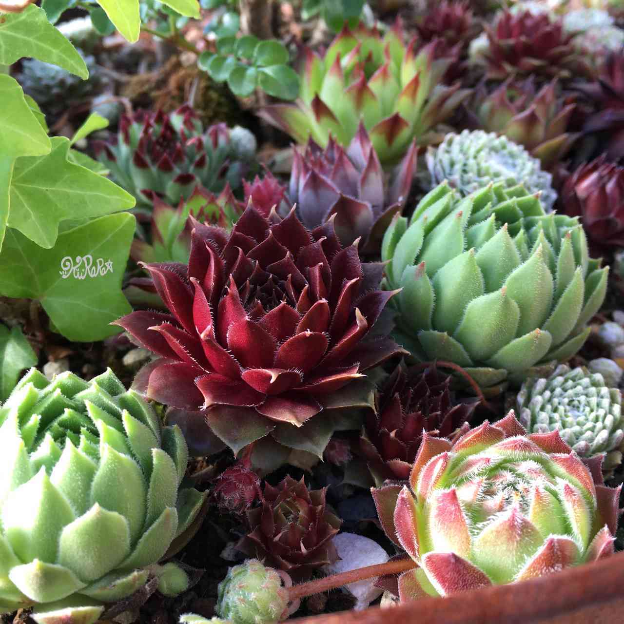 紅すいれん　センペルビウム　多肉植物 楽天市場】紅蓮華（ベニレンゲ）センペルビウム属 多肉植物 9cmポット