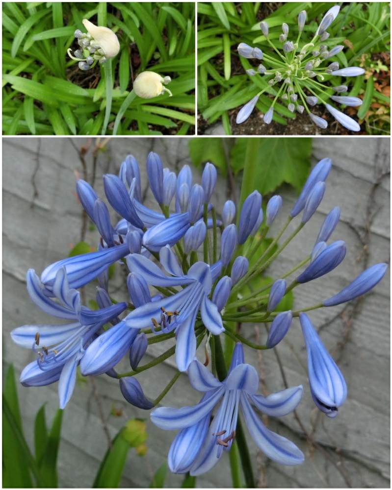 アガパンサスの投稿画像 By Kevinさん 青い花と紫色の花とアフリカ原産と小さい庭と 青い花 月6月 21日 Greensnap グリーンスナップ