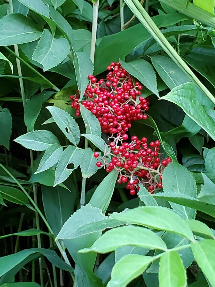 ダウンロード済み ニワトコ 花 言葉 猫 シルエット フリー