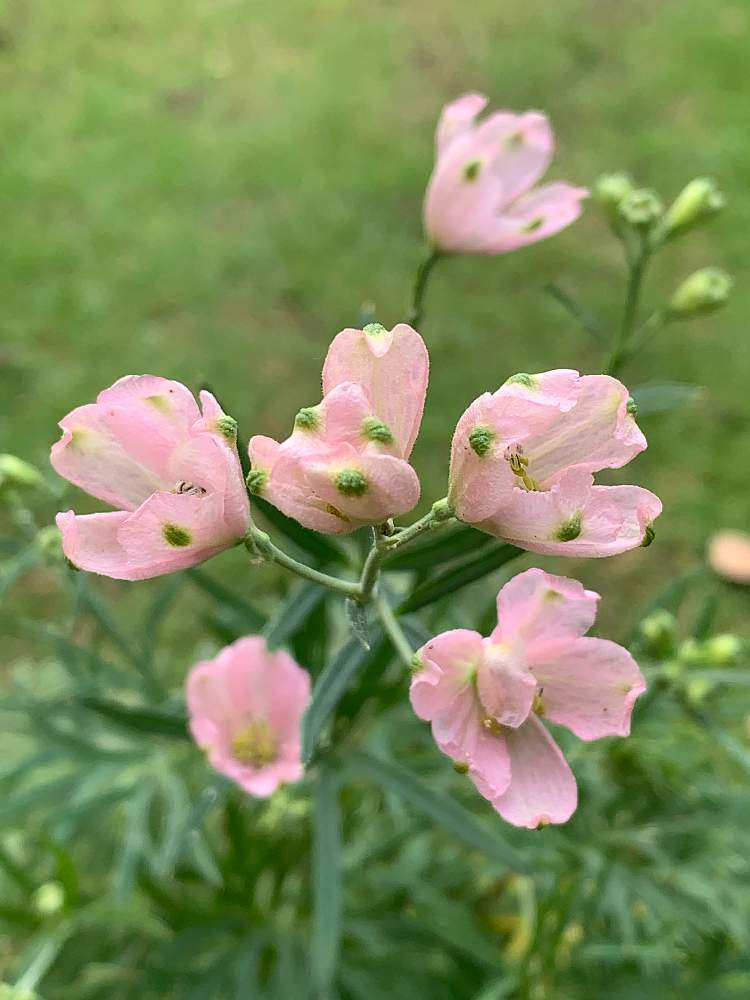 デルフィニウム サクラヒメの投稿画像 By なずさん はなはなと愛媛県とつぼみときりもどしとガーデニングと花のある暮らし 月6月21日 Greensnap グリーンスナップ