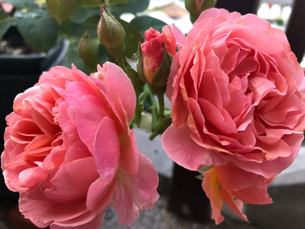 バラ かおりかざりの投稿画像 By やあさん 鉢植えと花のある暮らしとバラを楽しむとおうち園芸 月6月21日 Greensnap グリーンスナップ