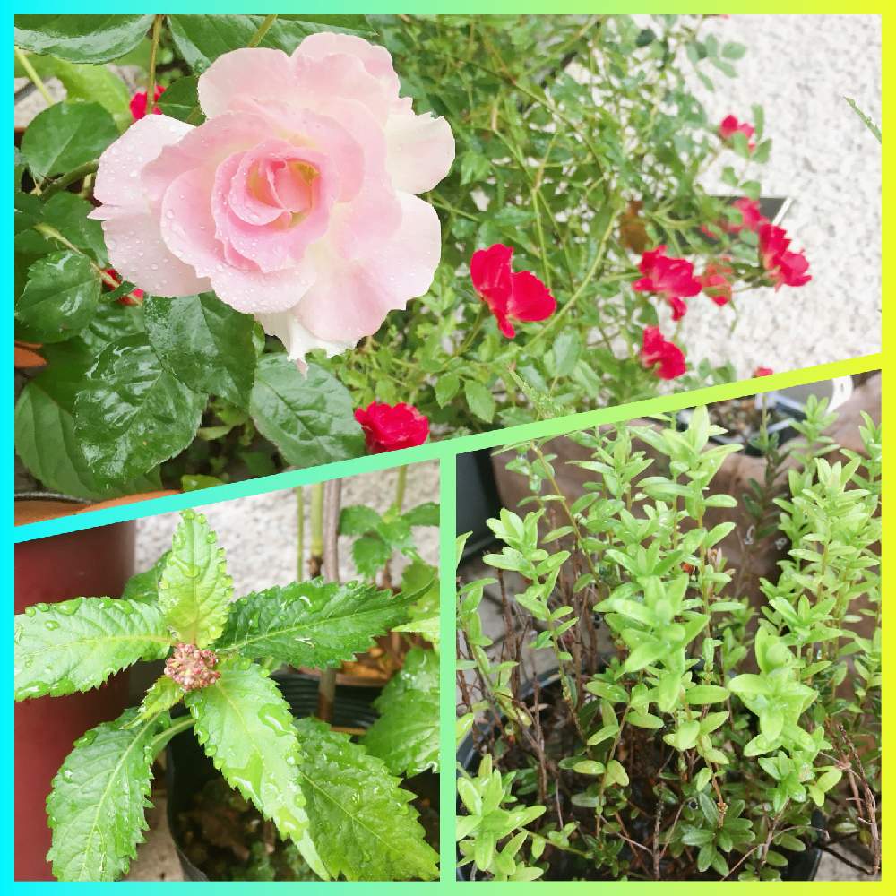 クランベリーの投稿画像 By ジュニさん マチルダとミニ薔薇さんと玄関ポーチとバラさんとおうち園芸と紫陽花 O と朝日たくさん と花のある暮らしと赤花クサアジサイと玄関と玄関ポーチとバラさんとおうち園芸と紫陽花 O と朝日たくさん と花のある暮らし 月6