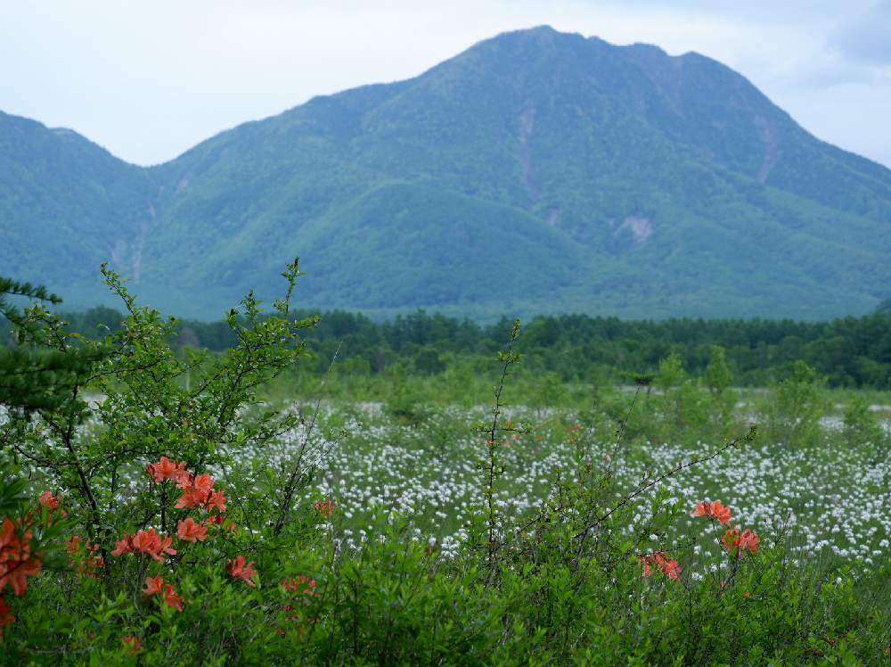 山野草めぐりの投稿画像 By バラ爺さん 奥日光の自然 月6月21日 Greensnap グリーンスナップ