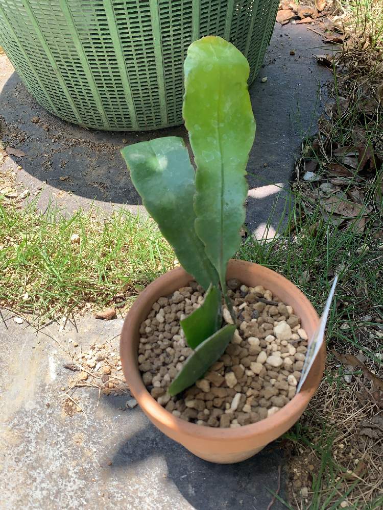 月下美人の投稿画像 By てんてんさん サボテン科といいお天気 月6月21日 Greensnap グリーンスナップ